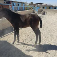 فروش دوعدد کره اسب|اسب و تجهیزات اسب‌سواری|بروجن, |دیوار