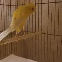 قناری رسمی بلند نر مست|پرنده|رشت, صفاری|دیوار