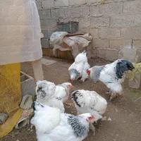 جوجه برهما بلو و لایت|حیوانات مزرعه|رشت, یخسازی|دیوار