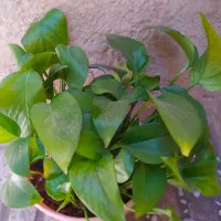 گل های طبیعی
