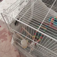 عروس هلندی نر‌ماده تخم جوجه|پرنده|اسفراین, |دیوار