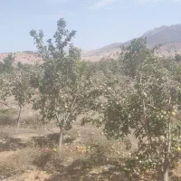 باغ کشاورزی 1.2 هکتار. با درختان به ثمر رسیده|فروش دفتر صنعتی، کشاورزی، تجاری|کیاسر, |دیوار