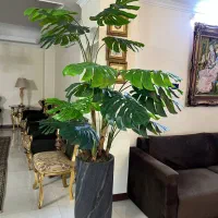 گل تزئینی برگ انجیری ۲/۵ متری