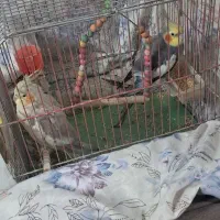 عروس هلندی نرو ماده سرحال
