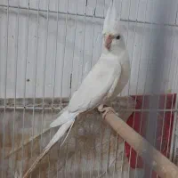 عروس هلندی البینو نر