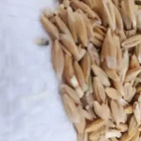 جو وکاه