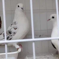 کبوتر سرای هما|پرنده|دامغان, |دیوار