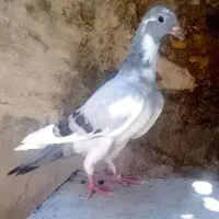 2 جوجه نر آینده دار|پرنده|شیراز, نصر|دیوار