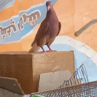 دم سفید|پرنده|بهبهان, |دیوار