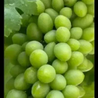 غوره آبی