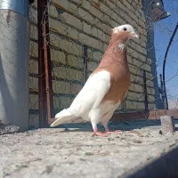 کبوتر  پلاکی و بهبهانی|پرنده|شیراز, شریف‌آباد|دیوار