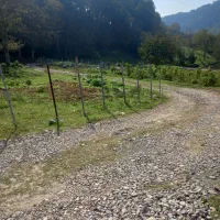 ۴۰۰ متر زمین مسکونی پلاک یک جنگل ویو ابدی|فروش زمین و ملک کلنگی|شیرگاه, |دیوار