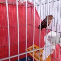 قناری|پرنده|ماهان, |دیوار