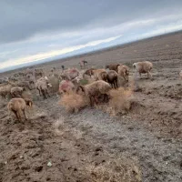 60 راس گوسفند جوان و میش عربی آبستن