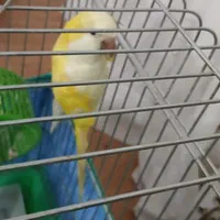 پرنده راهب زرد سخنگو (توضیحات خونده بشه)|پرنده|دورود, |دیوار