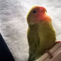 طوطی برزیلی