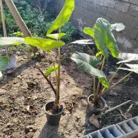 گل بابا آدم|گل و گیاه طبیعی|پردیس, فاز ۲|دیوار