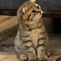 اسکاتیش دبل فولد|گربه|تهران, فردوس|دیوار