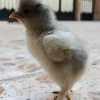 جوجه گلین و برهما دورگه|حیوانات مزرعه|قم, حنیف نژاد|دیوار