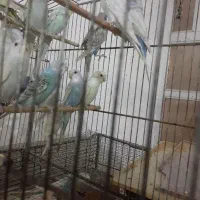 جوجه عروس هلندی سرلاکی تا ۵ ماه دستی مرغ عشق|پرنده|برازجان, |دیوار