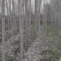 نهال صنوبر ترکیه  اصل دو و سه ساله و سرشاخه ها