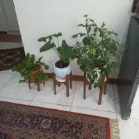استند گل و گلدان مدل خرچنگی|گل و گیاه طبیعی|تهران, مشیریه|دیوار