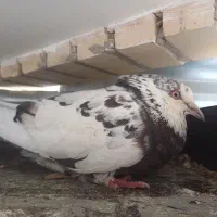 هرسه کبوتر 700