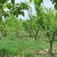 باغ واقع درباغستان شهریار
