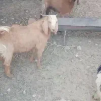 بز مری باکهره نر