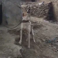 سگ فروشی برا نگهبانی|سگ|الیگودرز, |دیوار