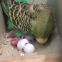 مرغ عشق با تخم و جوجه