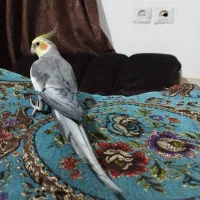 یه جفت طوطی عروس نر سخنگو رام|پرنده|بابل, |دیوار