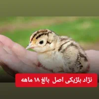 حیوان پرنده  ۱۸ ماهه  تزئینی و  زینتی|پرنده|بندر گز, |دیوار