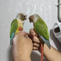 طوطی  گرینچیک