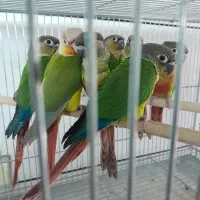 گیرینچیک