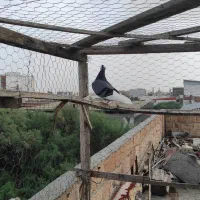 کبوتر ابلق|پرنده|آق قلا, |دیوار