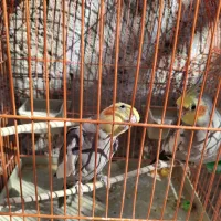 عروس هلندی معاوضه با جفت کبوتر بدرنگ|پرنده|قزوین, |دیوار