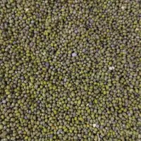 حبوبات (ماش ،عدس ریز ،لوبیا )|عمدهفروشی|بندر کنگان, |دیوار