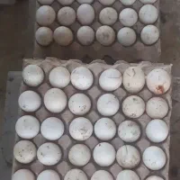 جوجه۱روزه|حیوانات مزرعه|اهواز, پردیس|دیوار