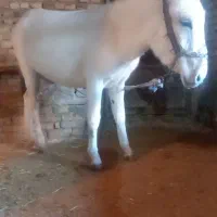 یک عدد الاغ ماده یک ساله