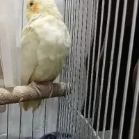 عروس هلندی نر|پرنده|رشت, رودباری|دیوار