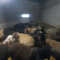 میش بره دار و آبستن جوان|حیوانات مزرعه|تهران, میدان میوه و تره‌بار مرکزی|دیوار