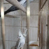 عروس هلندی  دوکت مولد روی تخم