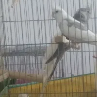 دو عدد عروس هلندی|پرنده|جوانرود, |دیوار