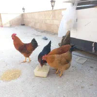 خروس محلی|حیوانات مزرعه|پردیس, فاز ۳|دیوار