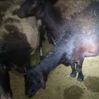 خرید و فروش|حیوانات مزرعه|صائین قلعه, |دیوار