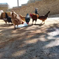 خروس وجوجه|حیوانات مزرعه|ماهیدشت, |دیوار