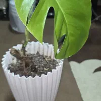 گل مانسترای|گل و گیاه طبیعی|علیآباد کتول, |دیوار