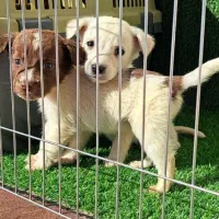 توله سگ پشمالو|سگ|گرگان, |دیوار