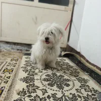 فوروش سگ شیتزو|سگ|شاهین‌شهر, گزبرخوار|دیوار